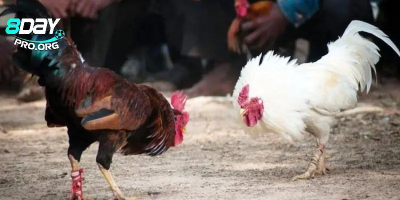 Những lưu ý người chơi cần quan tâm