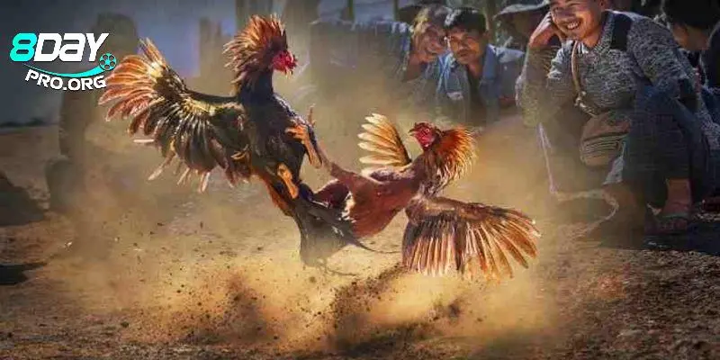 Trải nghiệm những trận đá gà đẳng cấp