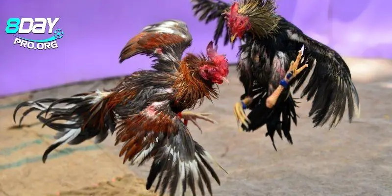 Tham gia dễ dàng với những ai muốn trải nghiệm