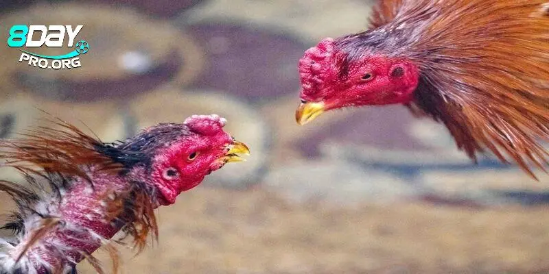 Soi kèo đỉnh cao tại nhà cái