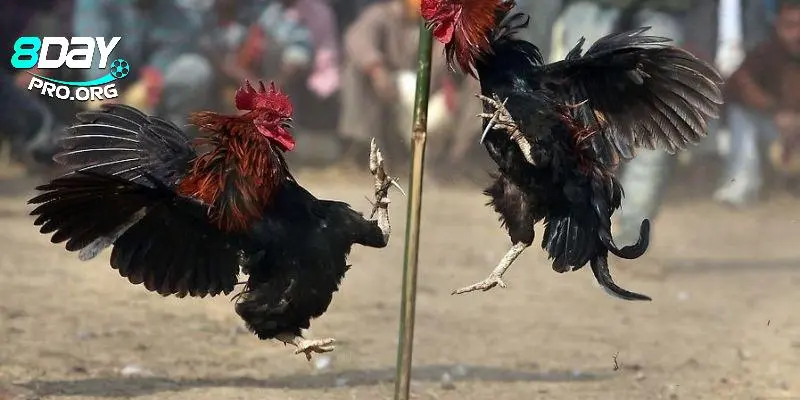 Đá gà trực tiếp